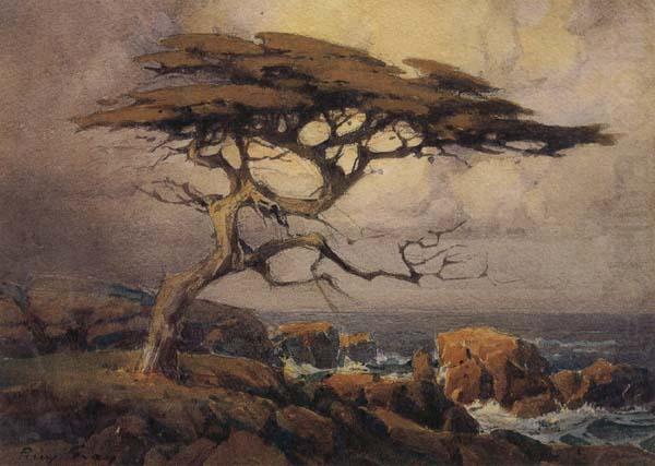 Monterey Cypress, unknow artist